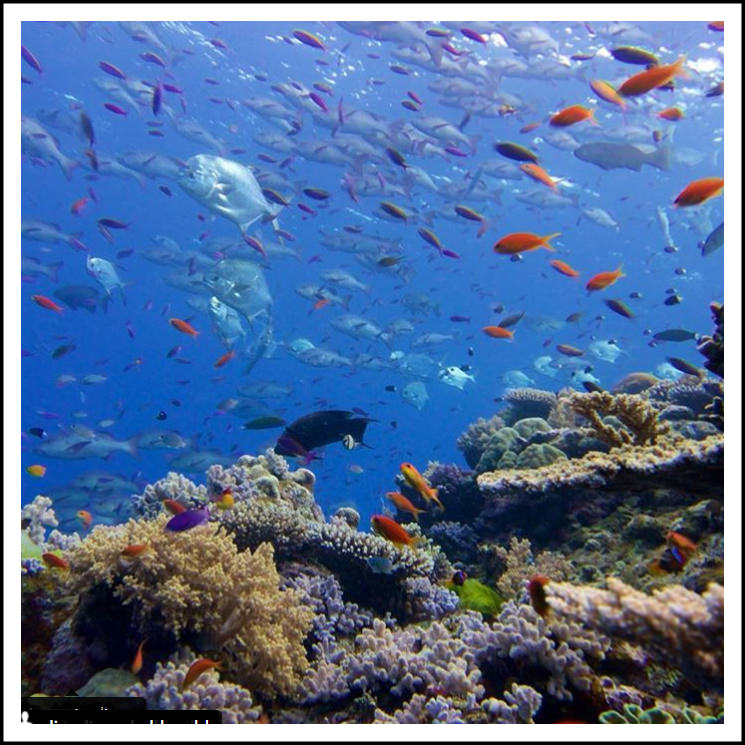 Great Barrier Reef, Australia, Aquarii, Meerjungfrauen